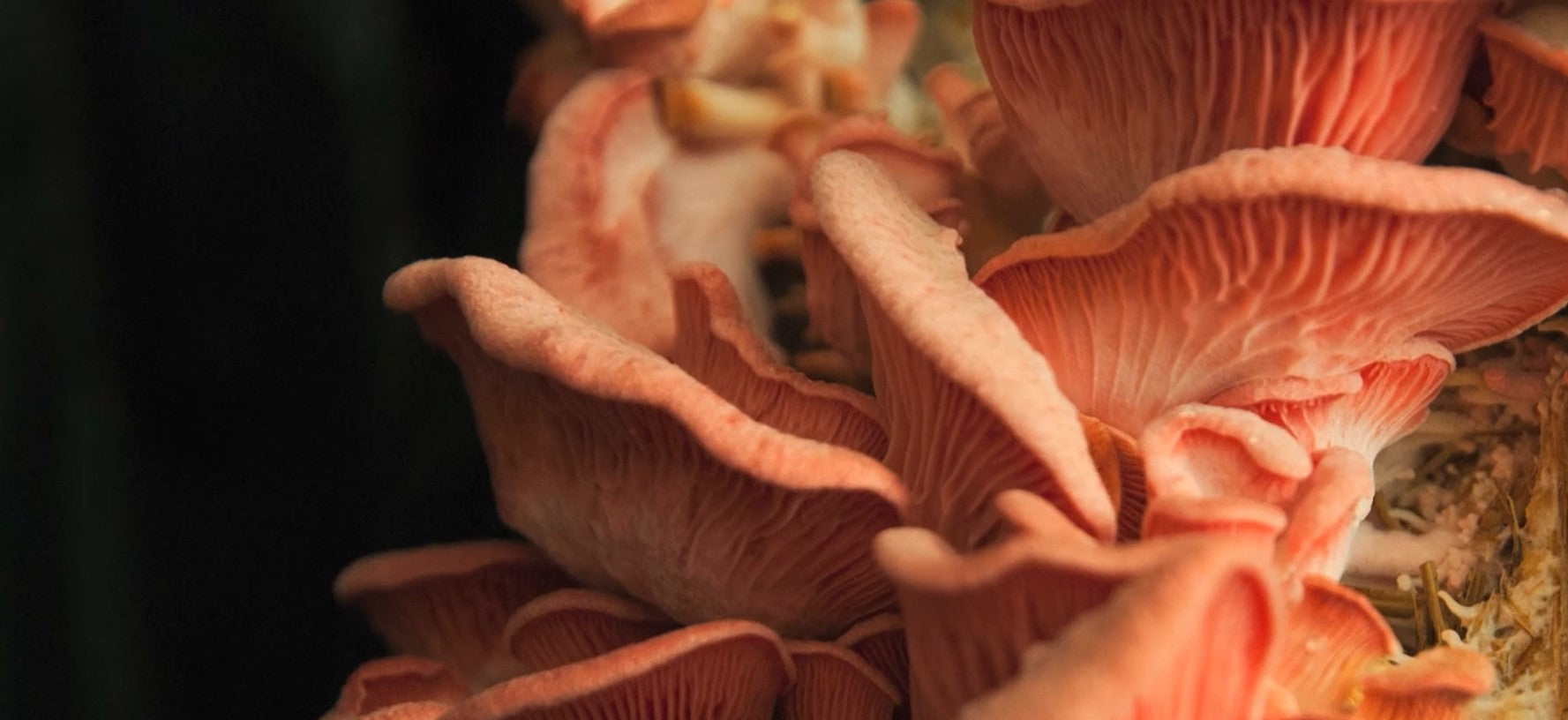 Load video: timelapse of Pink Oyster Mushroom growing in a slow motion from substrate