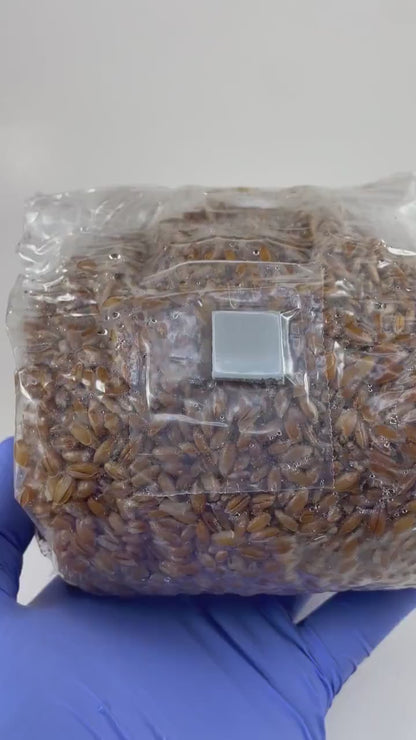 Sterilized Grain Spawn Bag 1.5lbs | Grain Bags